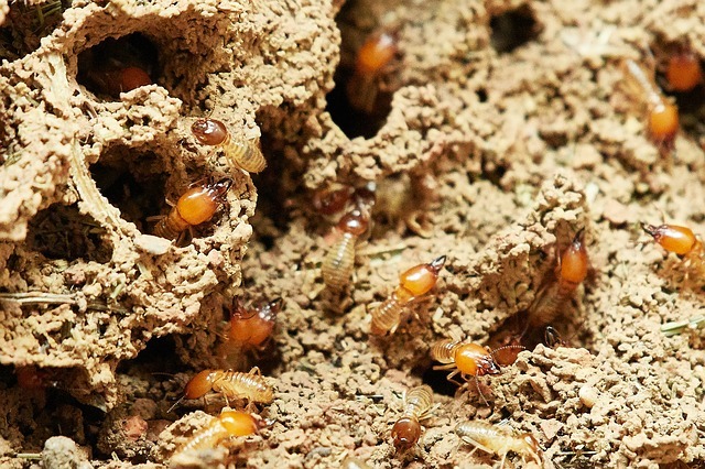 termitas_eliminar_plagas