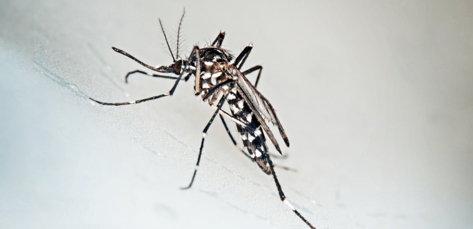 Plagas de mosquito tigre en Málaga